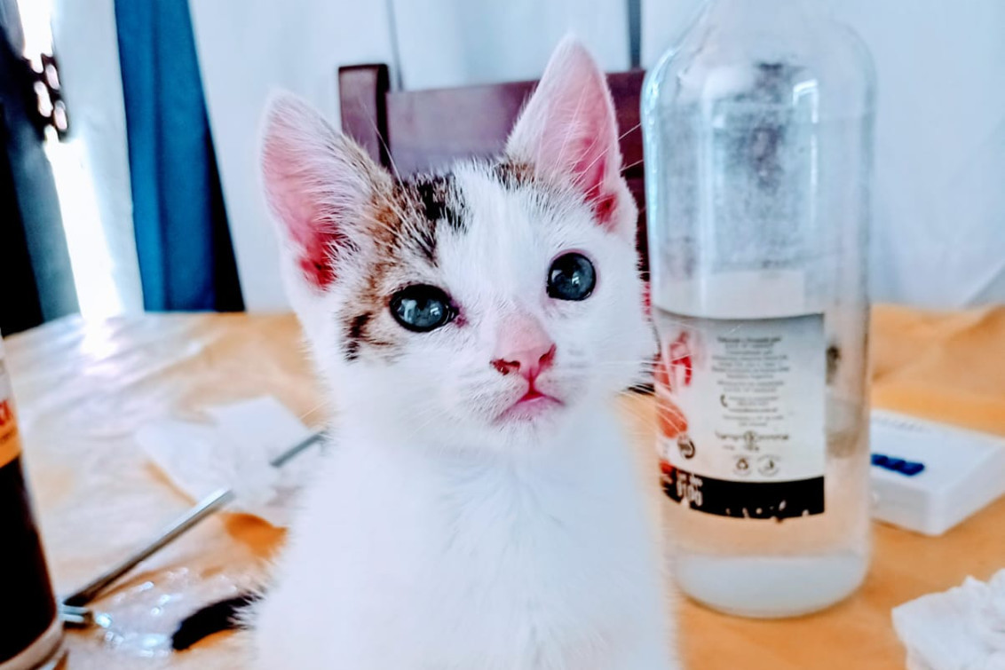  Nuestros lectores celebran el Día del Animal con tiernos saludos a sus mascotas