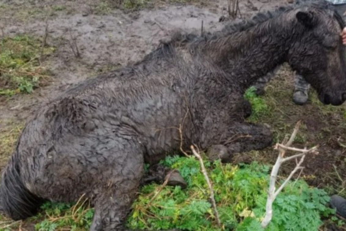 Suárez: La Policía rescató a 4 caballos en estado de desnutrición: uno de ellos perdió la vida