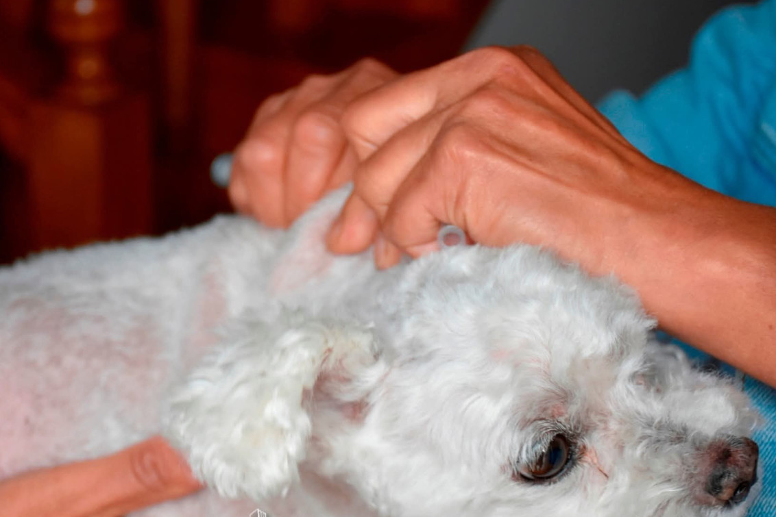 Avanza la vacunación antirrábica en anillo tras casos detectados en murciélagos