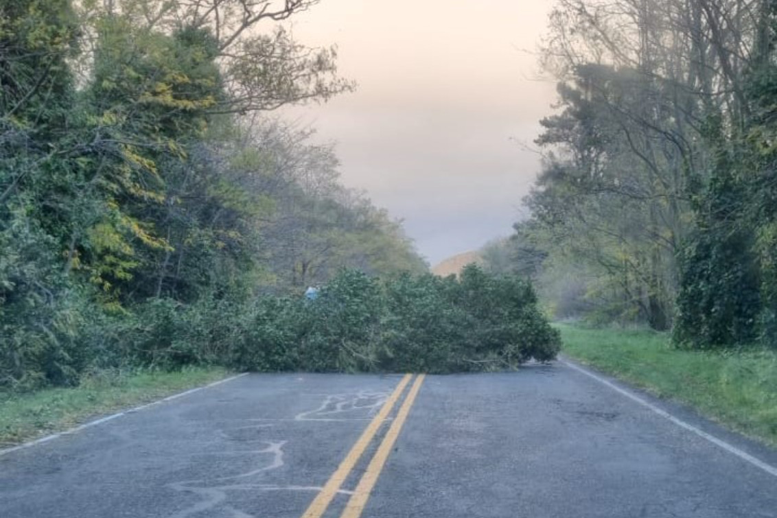  Un vehículo colisionó contra un árbol caído en la Ruta N° 76.
