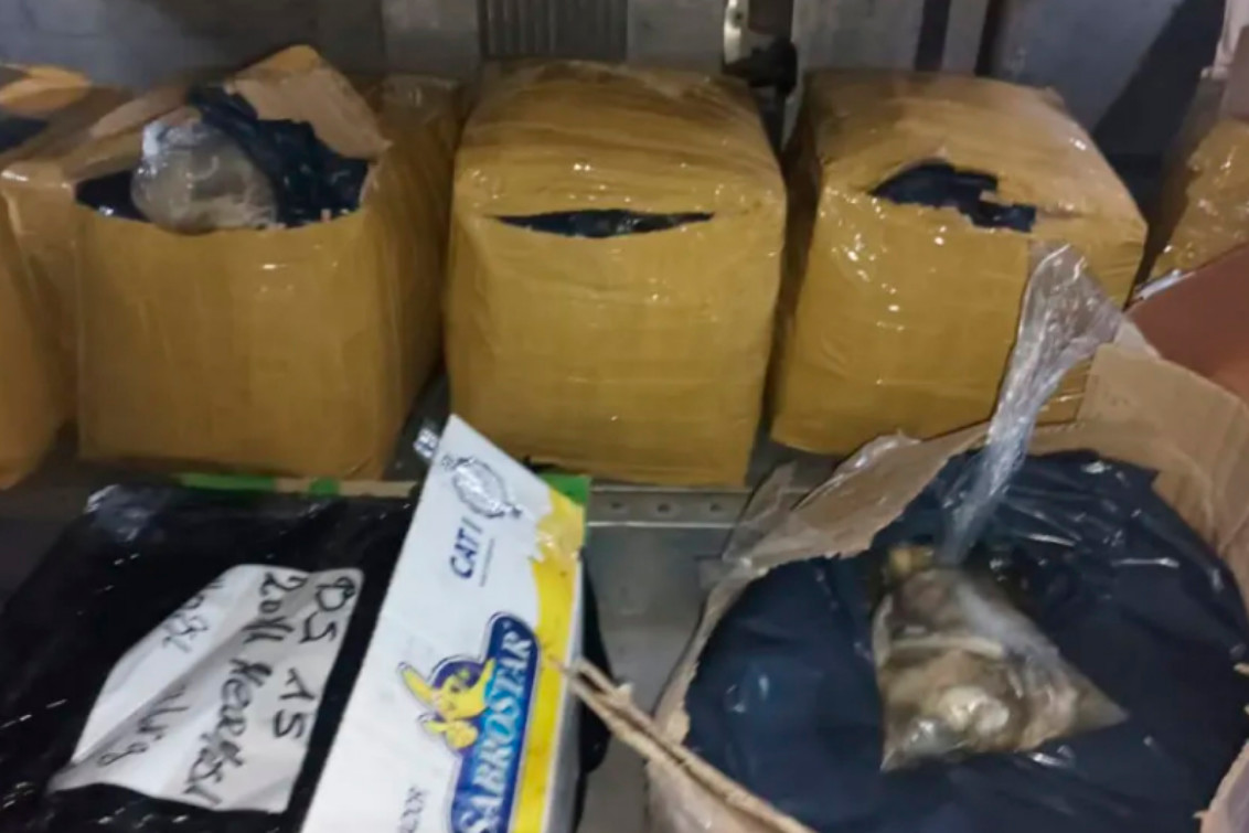 Fitosanitario: incautaron 600 kilos de ostras sin cadena de frío