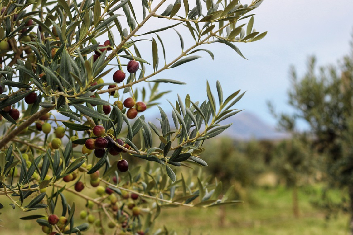 Buenos Aires se fortalece como productor de aceite de oliva de alta calidad