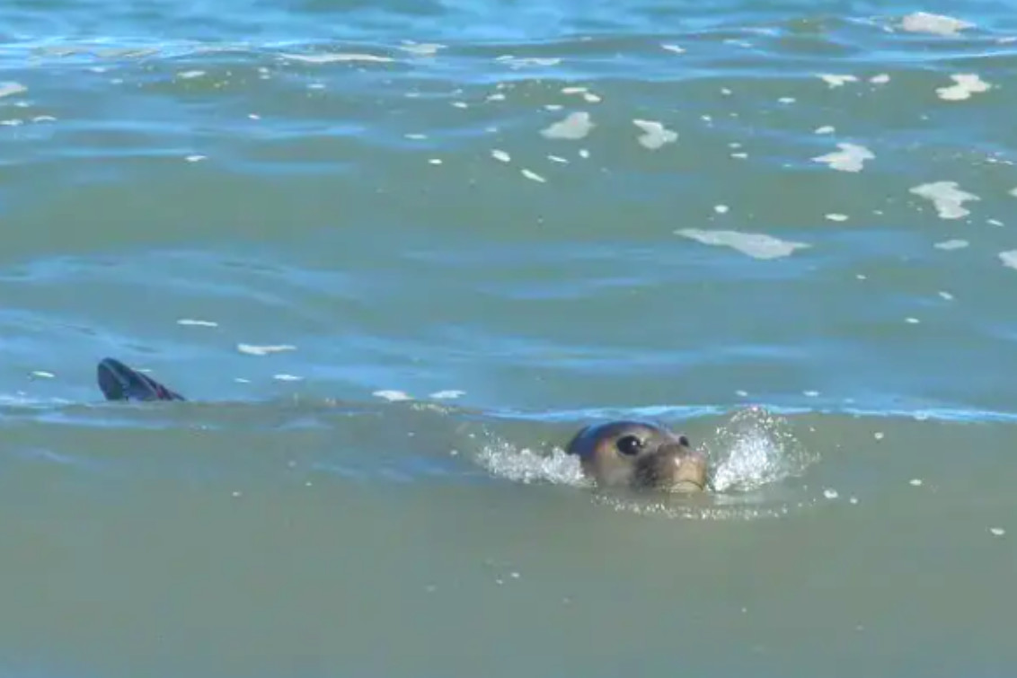 Una elefanta marina hirió a un bañista en Pehuen Co