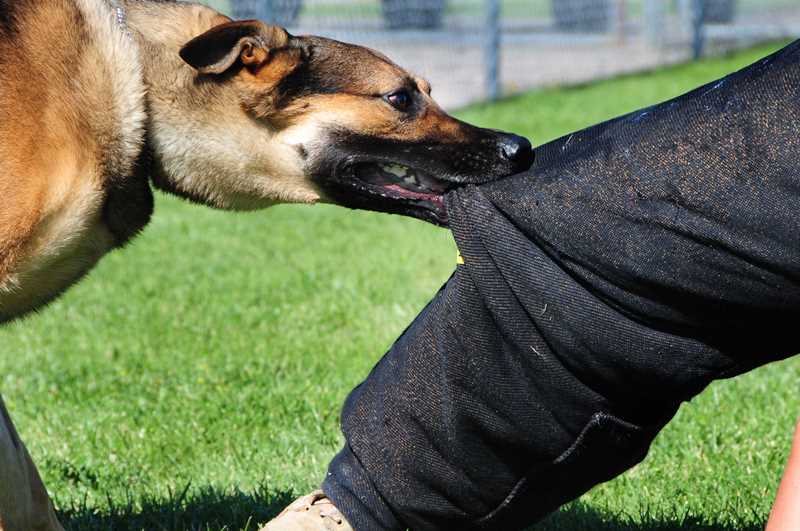  “Cuando una persona es mordida, lo principal es identificar al perro que la mordió”