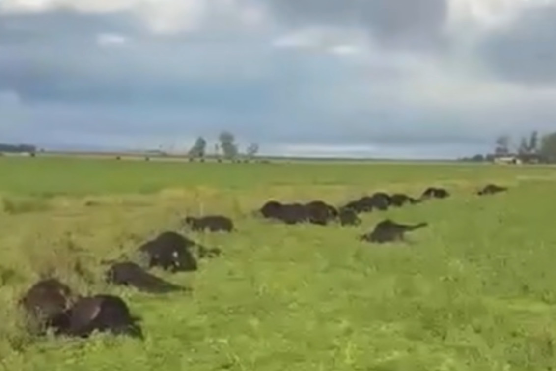 Una centella provocó la muerte de más de 30 animales en un campo cercano a Coronel Pringles