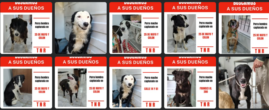  "Lo de los perros sueltos en la vía pública, es una temática muy compleja”