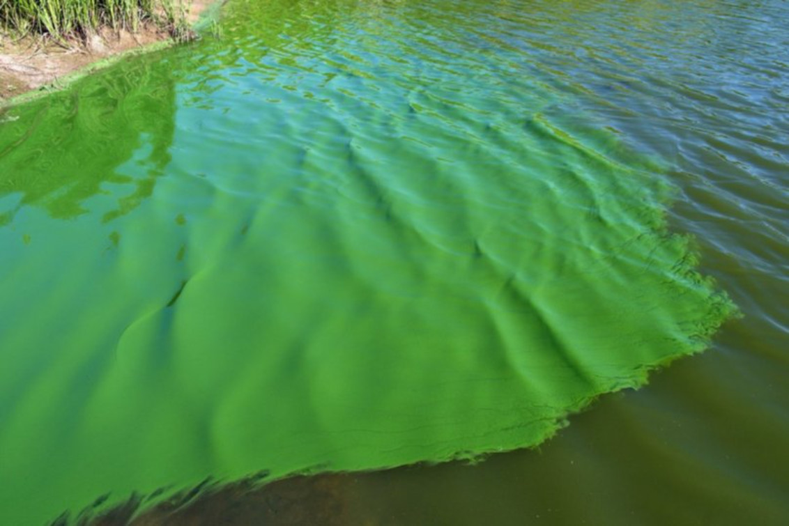 Cianobacterias: La Provincia mantiene el alerta en 12 lagunas, una de ellas de la zona