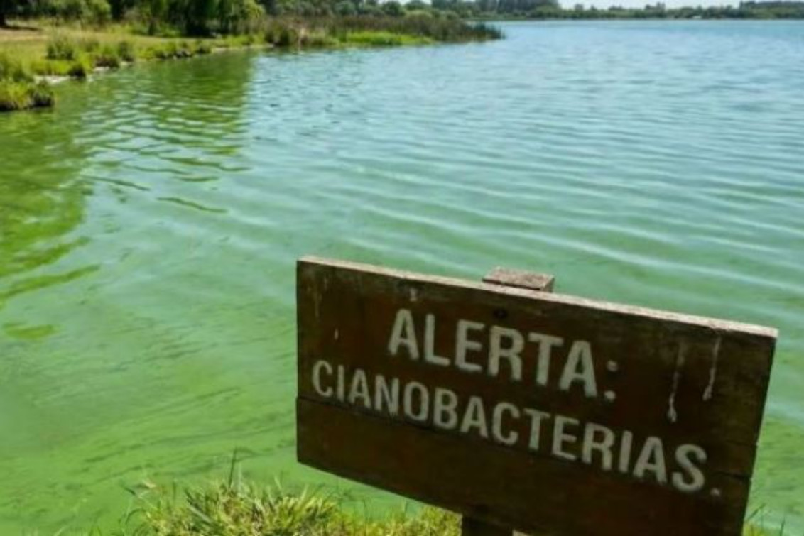 Benito Juárez en Alerta Naranja por Cianobacterias