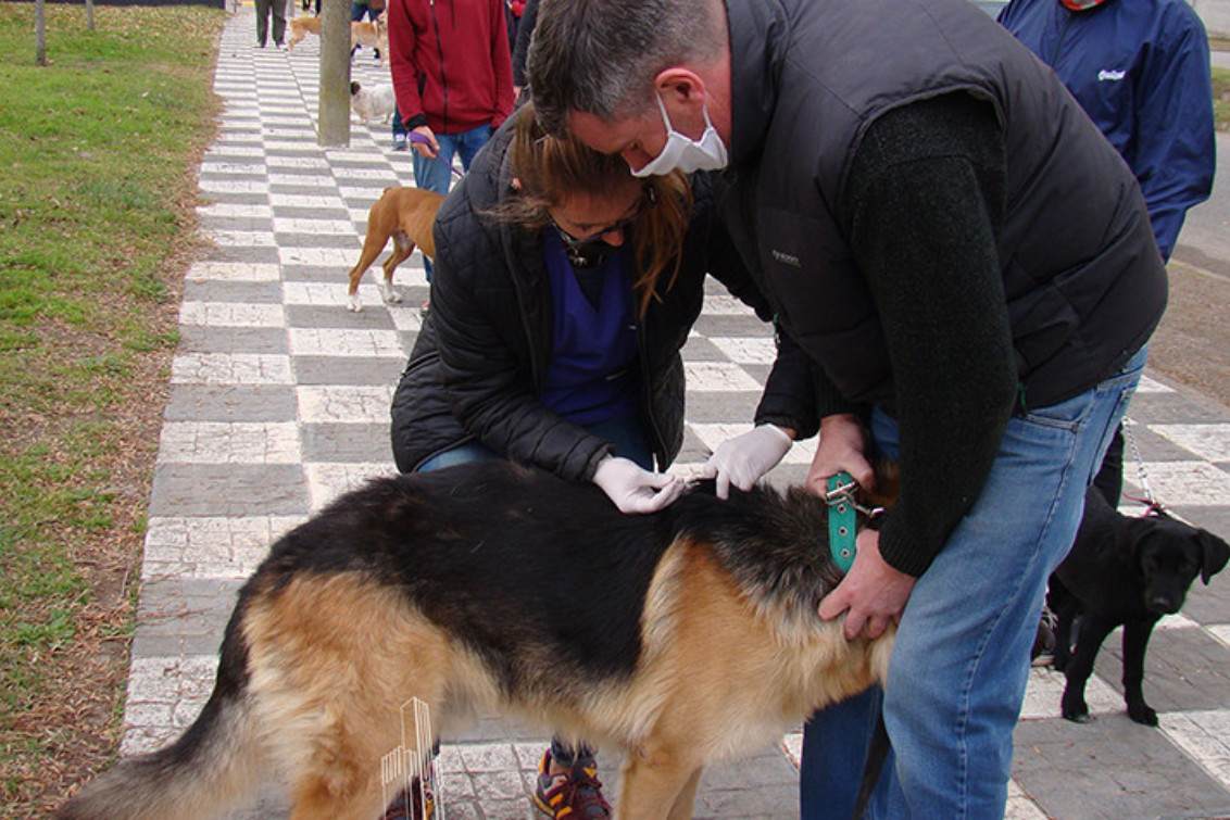  Nueva campaña gratuita de castración y vacunación antirrábica
