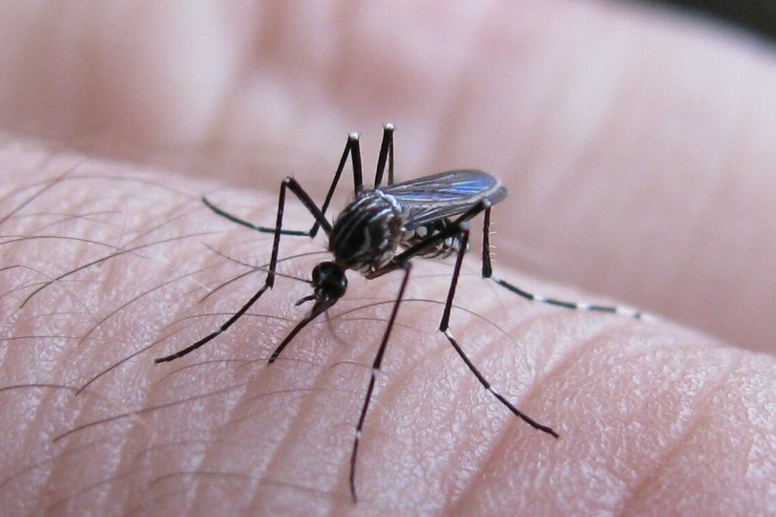 BAHÍA BLANCA: El Municipio confirmó 9 nuevos casos de dengue