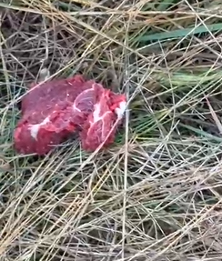 “Ésto no es nuevo para mí, me cortan alambres y me roban animales, es muy desgastante
