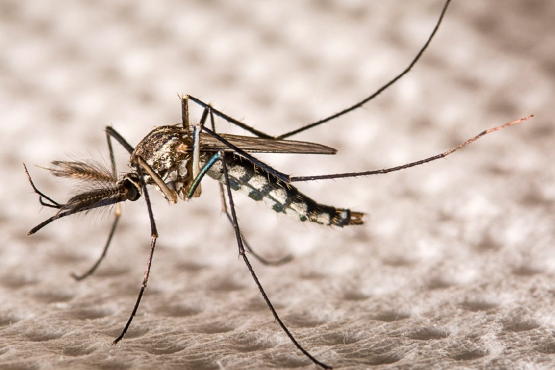 Confirman 80 casos de dengue y 122 de chikungunya en el ámbito bonaerense