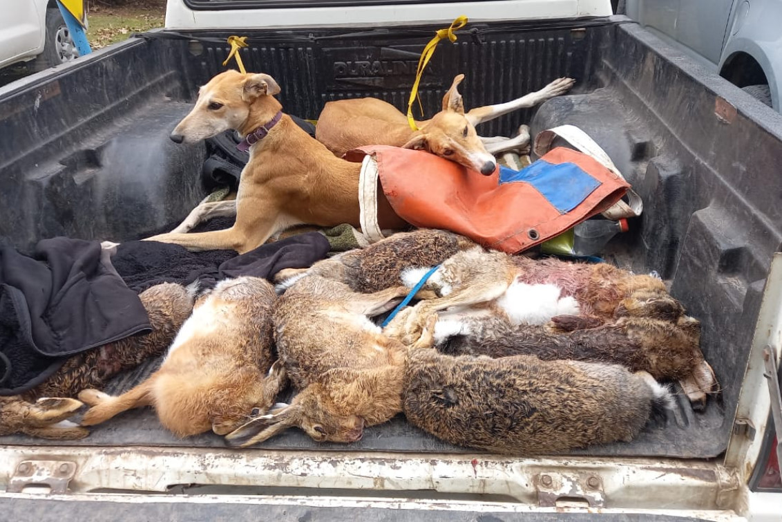 Infraccionan a 21 ciudadanos por ingresar a un campo a cazar con perros y sin licencia