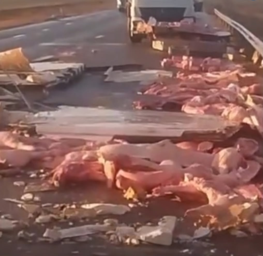  AZUL: Volcó la carga de un camión con reses de cerdo en la Ruta 51