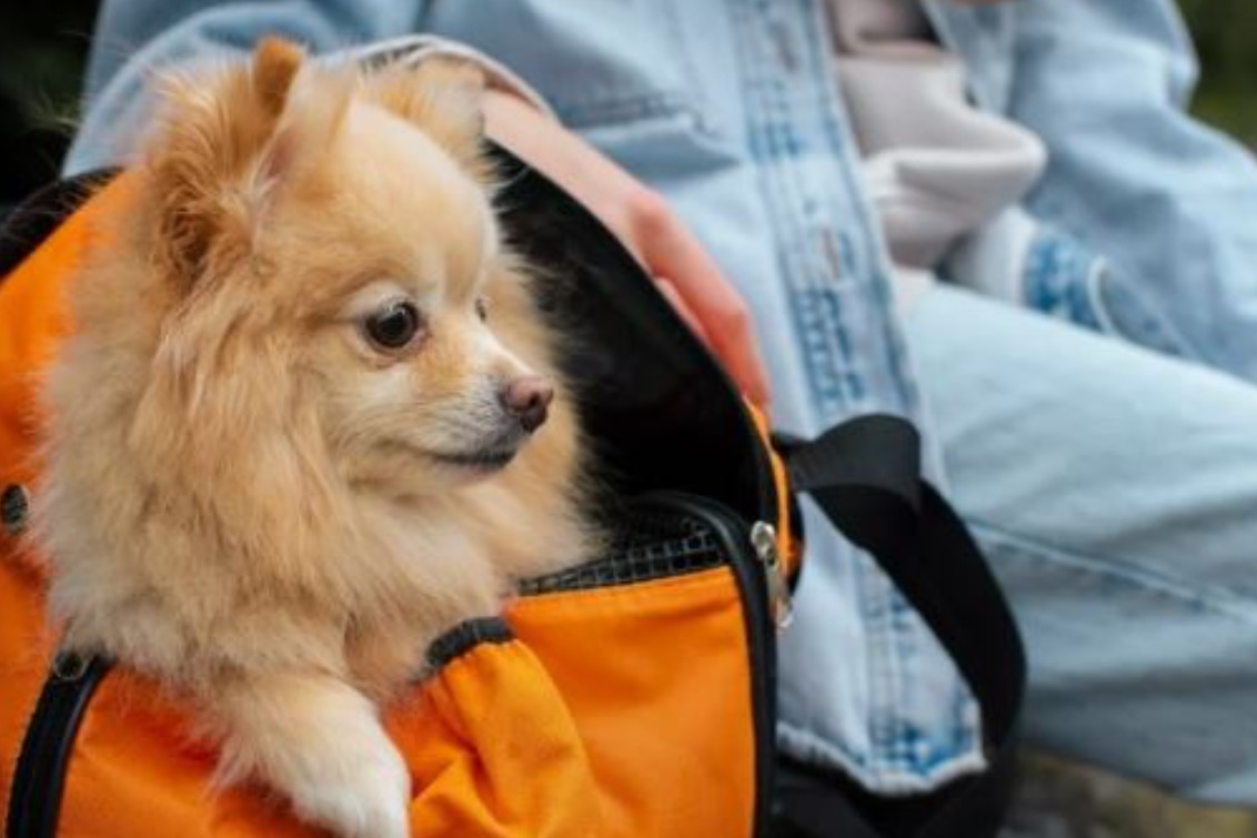   Habilitan el traslado de mascotas en micros y trenes de larga distancia