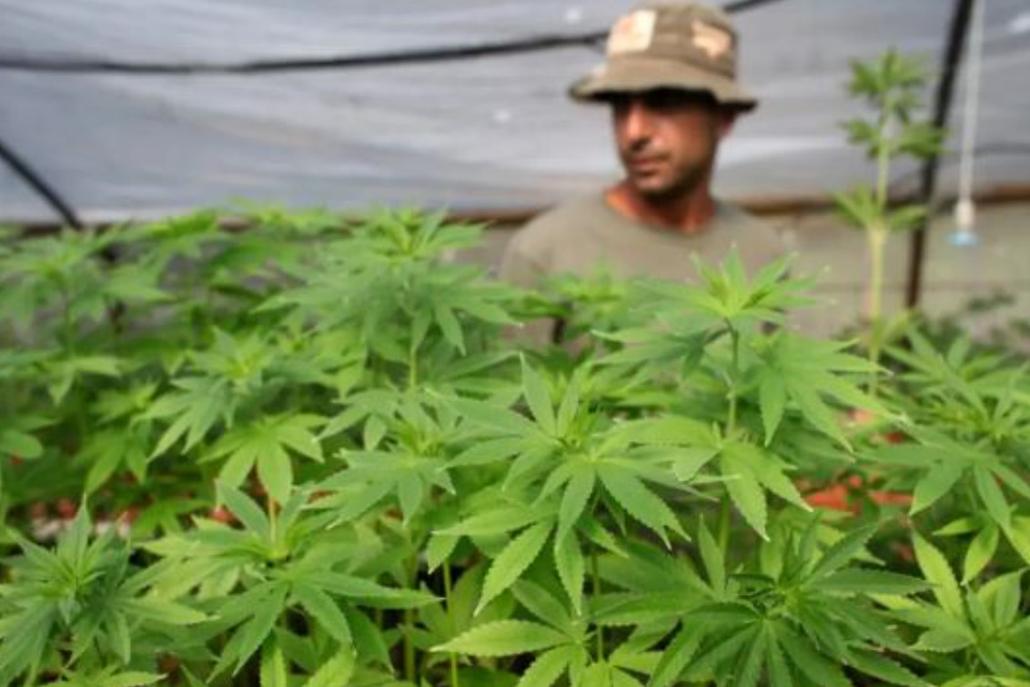 Se viene el Monte Cannabis Salud: cuándo será y cómo participar