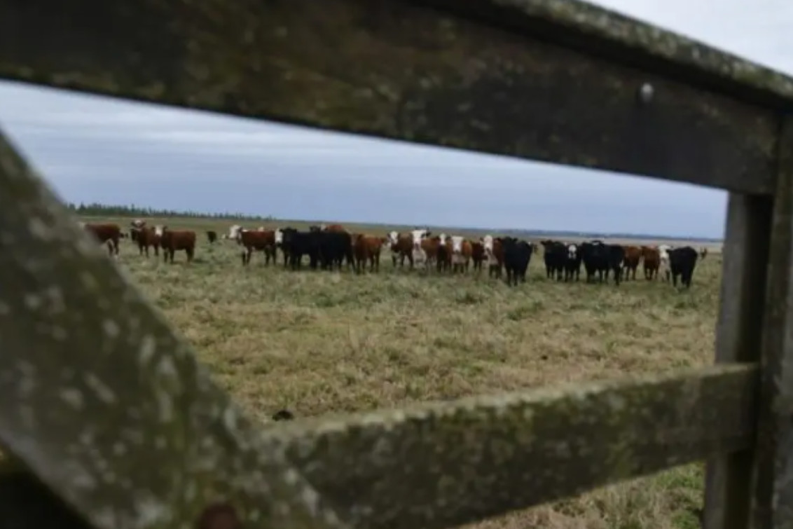  Un proyecto de ley para crear fiscalías especializadas en delitos rurales en PBA