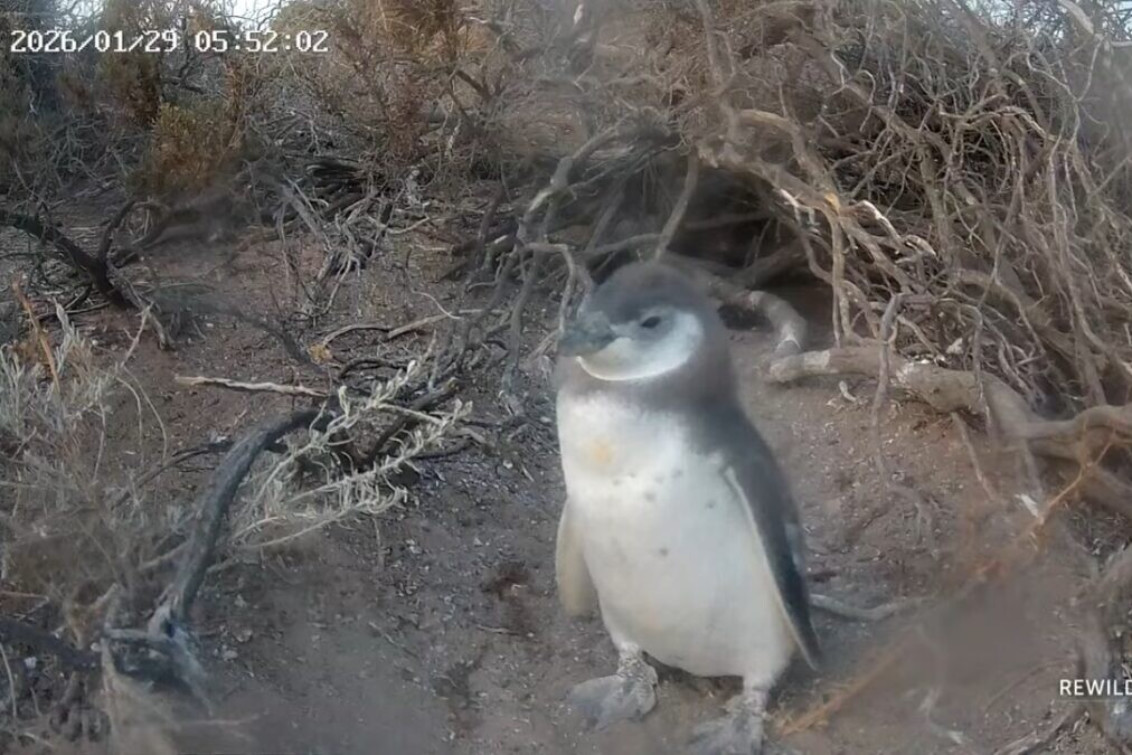 CONICET lanza un nuevo streaming para ver en vivo a los pingüinos de la Patagonia