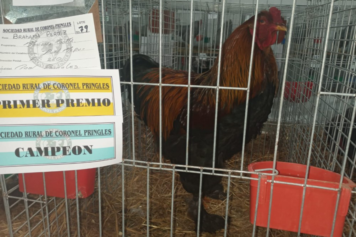  Lo que dejó la 73º edición de la  exposición avícola 