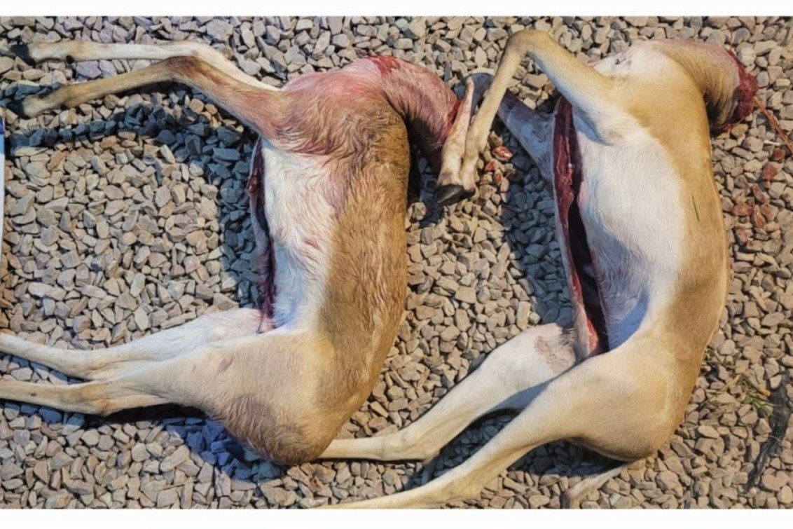  Tres aprehendidos por tenencia ilegal de armas y caza de antílopes en Huanguelén