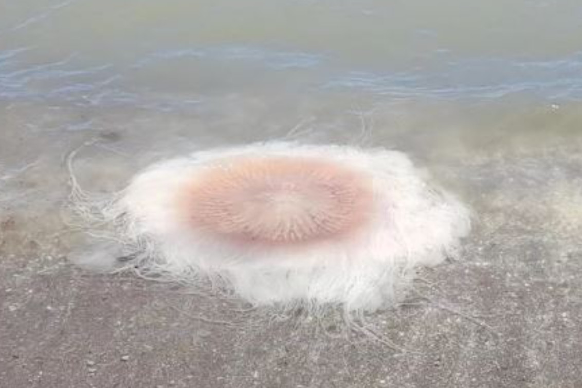 Monte Hermoso: Hallaron dos especies extrañas de medusas