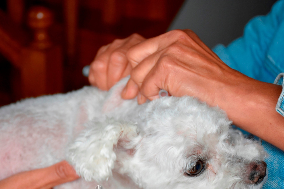 Nueva vacunación en anillo contra la rabia en Coronel Pringles