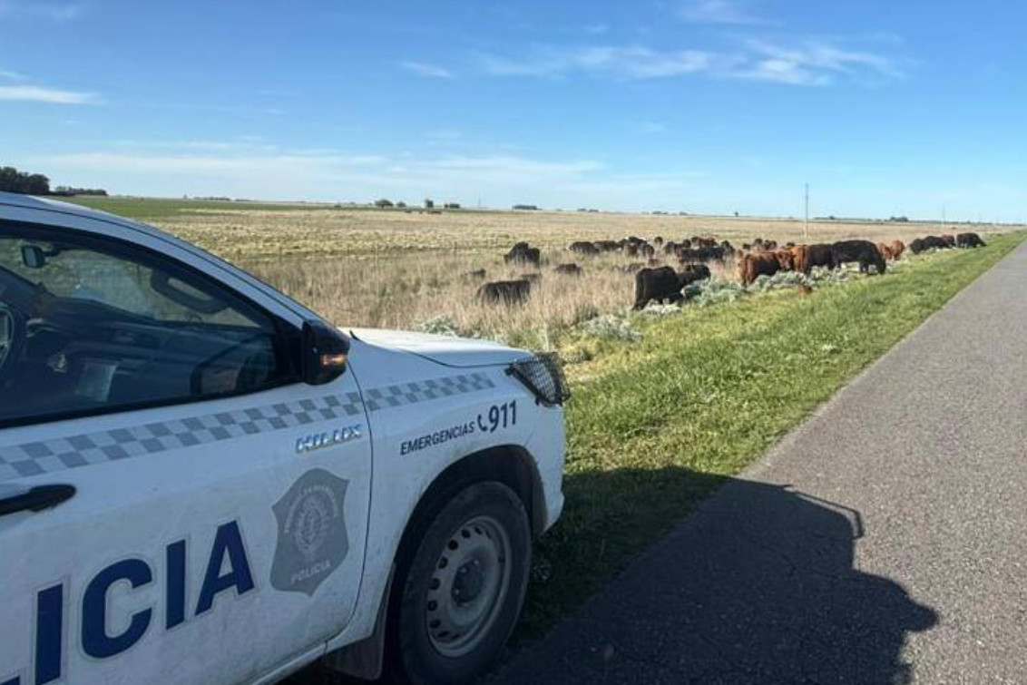  La Patrulla Rural infraccionó a propietarios por animales sueltos en Lartigau e Indio Rico