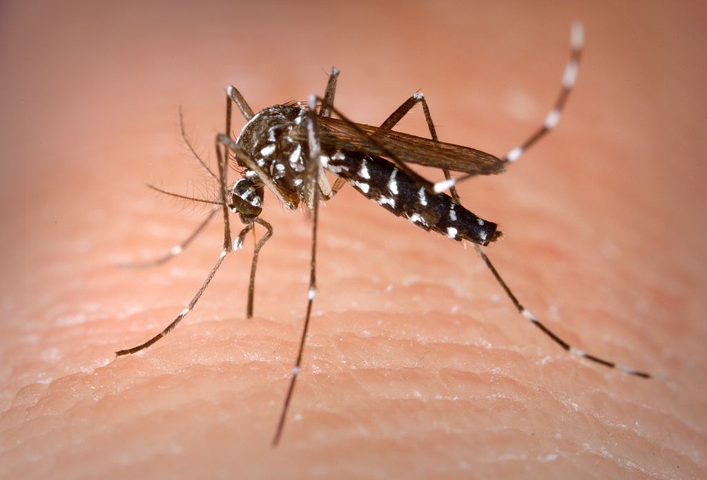 Punta Alta: Encontraron ejemplares del mosquito Aedes