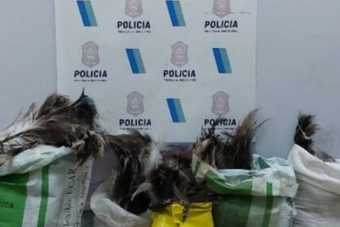 LAPRIDA: Secuestran plumas de ñandú y armas sin documentación