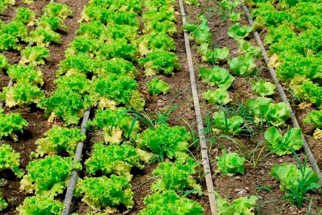 Este sábado vuelve el “Mercado Productivo” al ex Matadero Municipal