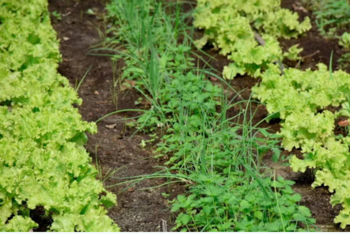  La huerta municipal impulsa el trabajo de pequeños productores en Coronel Pringles