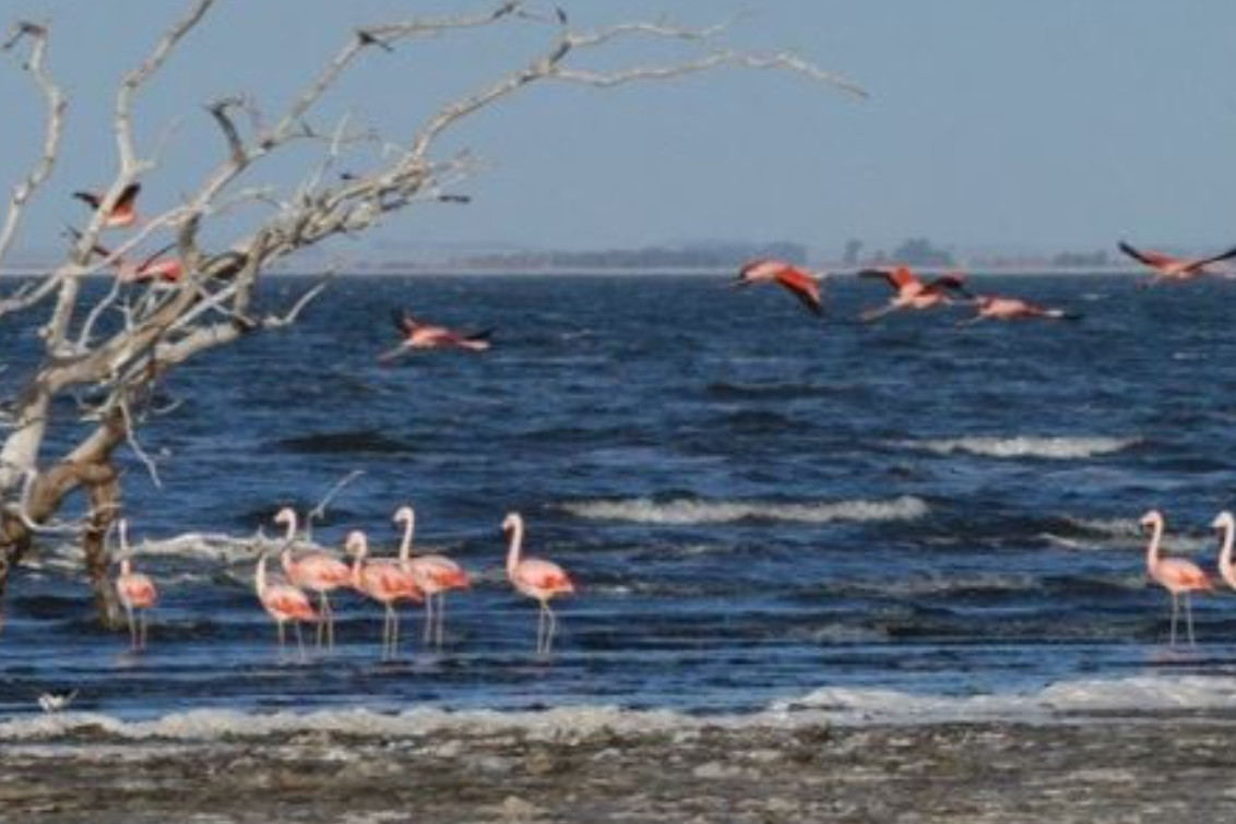   Piden protección provincial para una especie vulnerable e icónica de nuestra zona