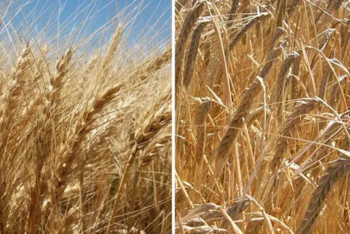  ARCA subastará 827 toneladas de trigo y cebada acopiadas en un silo de Coronel Pringles