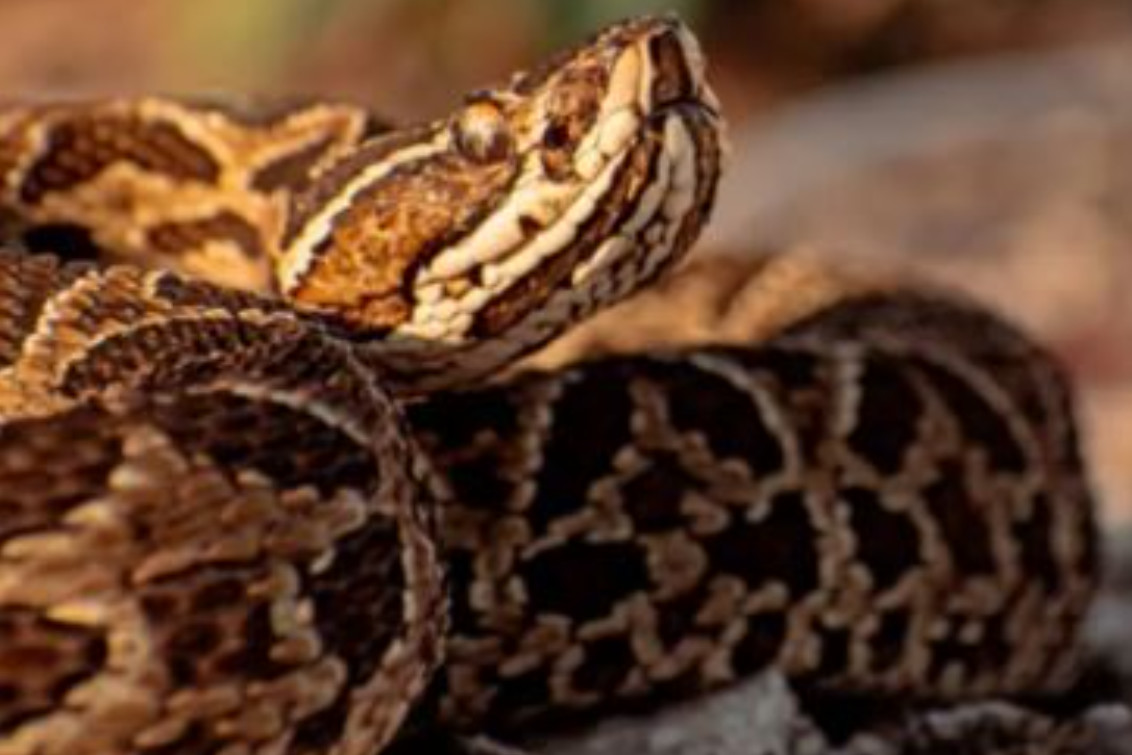  Por los incendios, un municipio de la zona emitió un alerta ante la presencia de serpientes