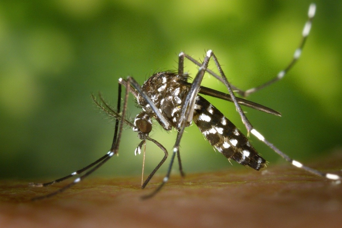 Bahía Blanca: Se han registrado 42 casos de Dengue desde enero
